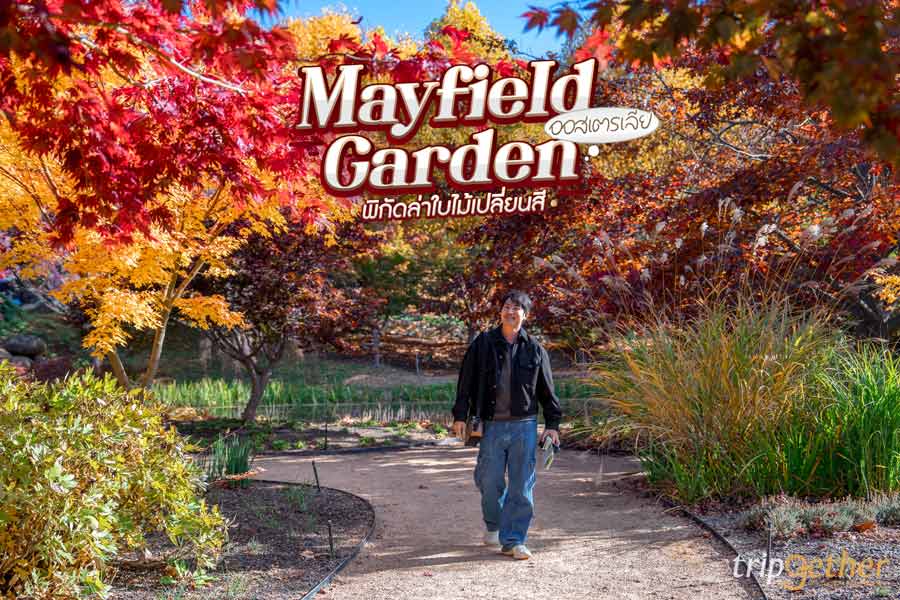 Mayfield Garden ออสเตรเลีย พิกัดล่าใบไม้เปลี่ยนสี สวนส่วนตัวที่ใหญ่ที่สุดในโลก!