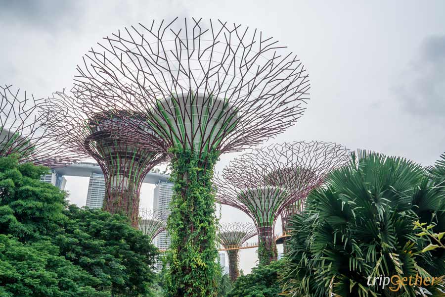 Garden by the Bay สิงคโปร์