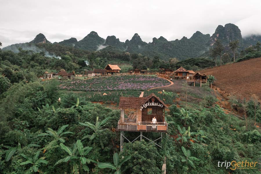 ที่พักในไร่ เชียงใหม่