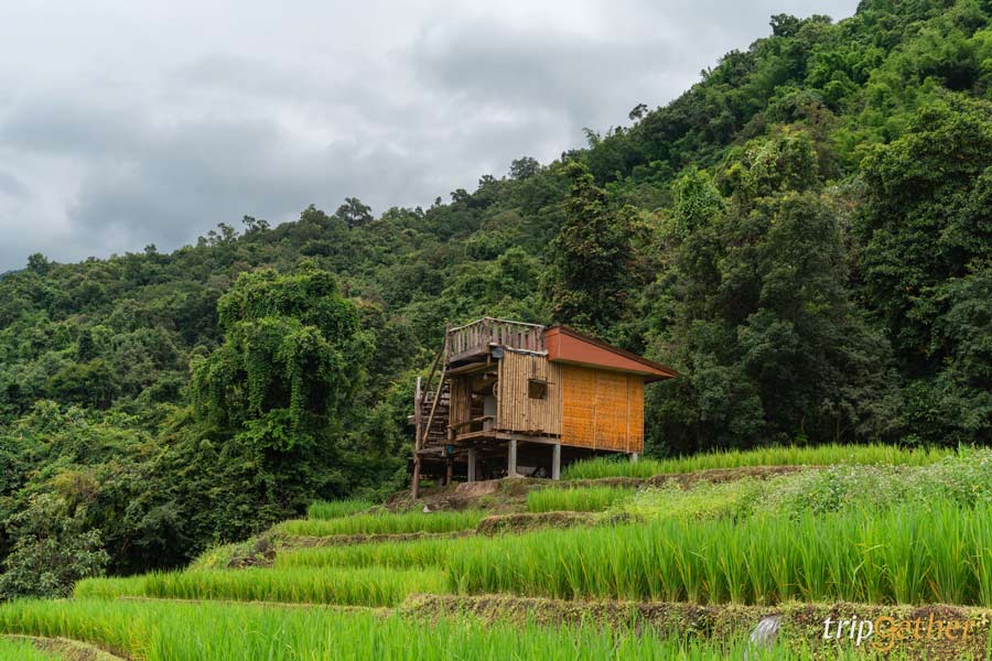 8 ที่พักป่าบงเปียง เชียงใหม่ กำเงินหลักร้อยมาพักใจ ชมวิวนาขั้นบันได