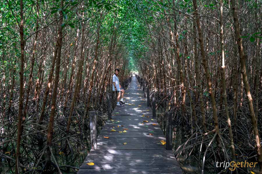 สะพานป่าชายเลนบ้านหัวโขด