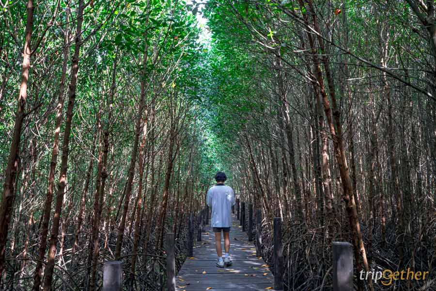 สะพานป่าชายเลนบ้านหัวโขด