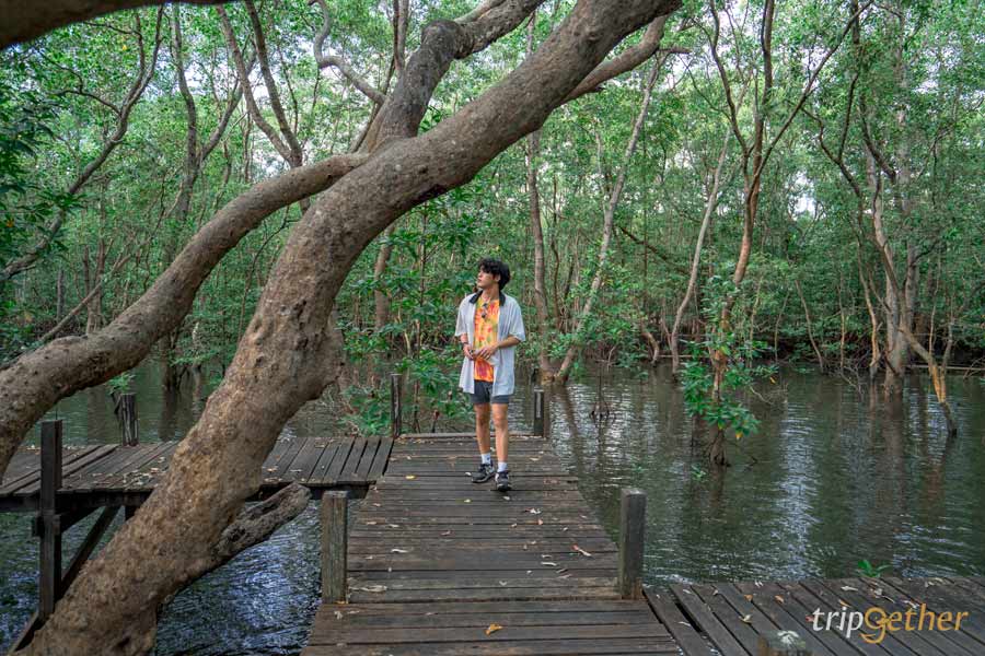 สะพานป่าชายเลนบ้านหัวโขด