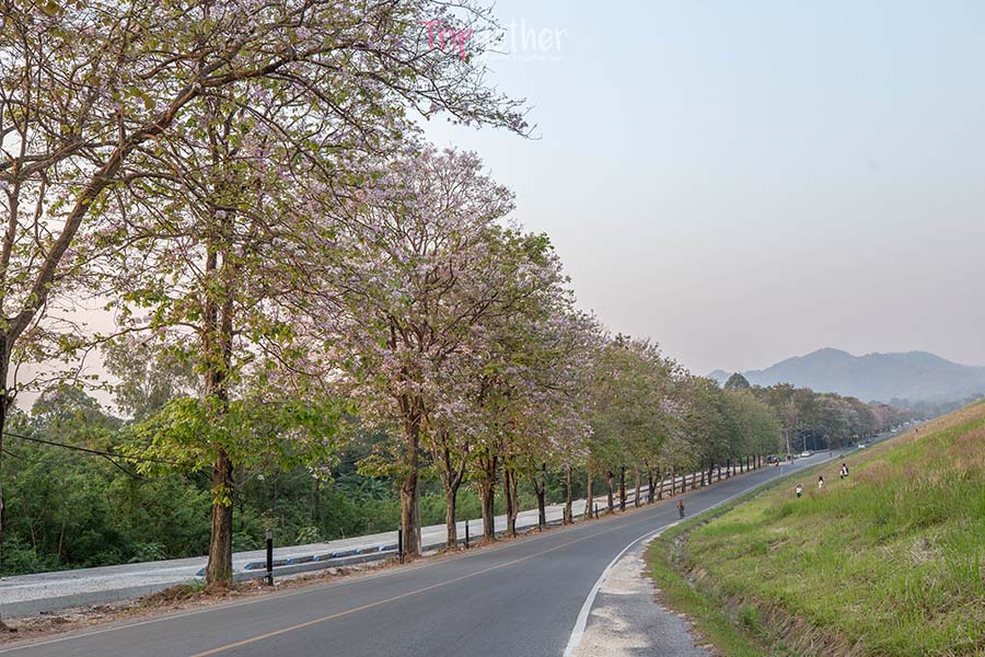 5 à¹€à¸ª à¸™à¸—à¸²à¸‡à¸–à¸™à¸™à¸ªà¸§à¸¢ à¸‚ à¸šà¸£à¸–à¸Š à¸¥à¸¥ à¹† à¸žà¸£ à¸­à¸¡à¸Šà¸¡à¸§ à¸§à¸˜à¸£à¸£à¸¡à¸Šà¸²à¸• à¹à¸šà¸šà¸ªà¹‚à¸¥à¸§ à¹†